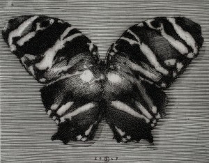 Krzysztof Skórczewski – Rajski motyl
