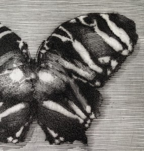 Krzysztof Skórczewski – Rajski motyl
