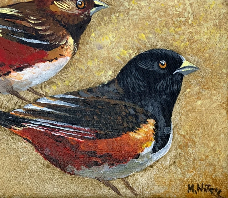 Magdalena Nałęcz - Geospiza Magnirostris