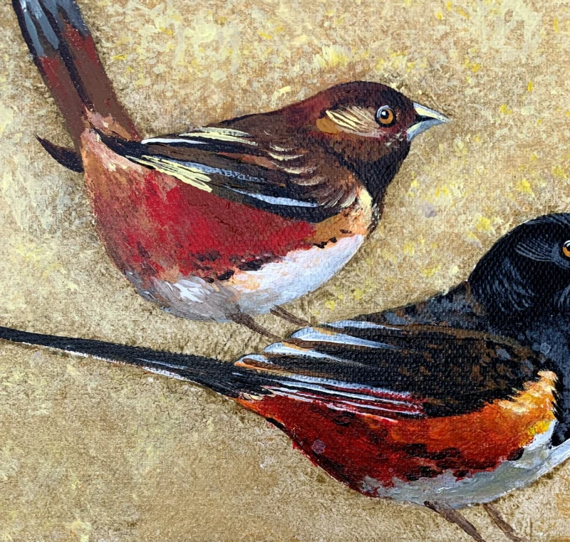 Magdalena Nałęcz - Geospiza Magnirostris