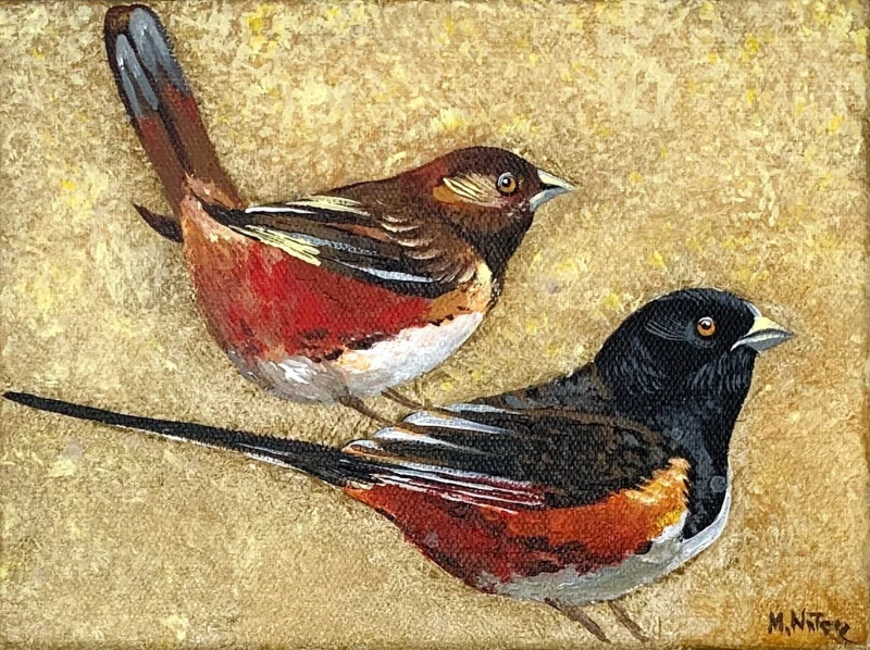 Magdalena Nałęcz - Geospiza Magnirostris