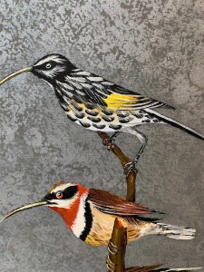 Magdalena Nałęcz - Miodaczek płaskobrzuchy i Acanthorhynchus Superciliosus