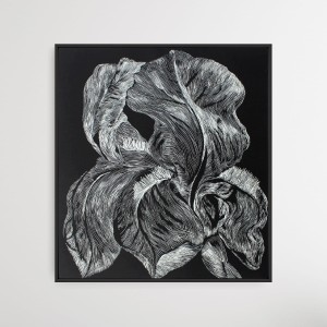 Marta Bożyk - Iris aphilla