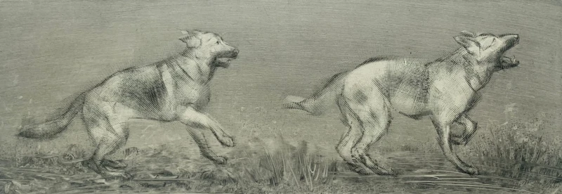 Paweł Zabłocki, Tofcia II i Tofcia III
Współczesna grafika w technice akwaforty autorstwa polskiego artysty Pawła Zabłockiego
Grafika jest monochromatyczna i przedstawia psy