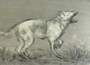 Paweł Zabłocki, Tofcia II i Tofcia III