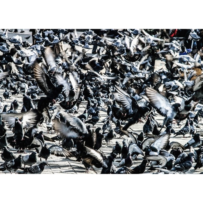 Janusz Gajos, Krakowskie gołębie, wydruk fotograficzny, matowy, sygnowany