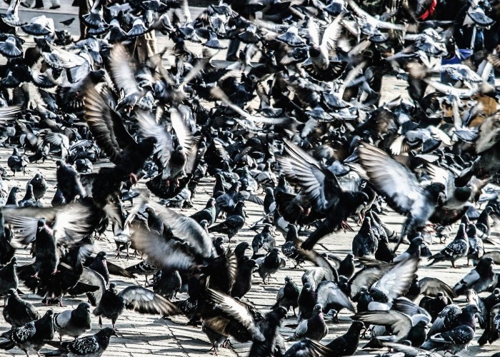Janusz Gajos, Krakowskie gołębie, wydruk fotograficzny, matowy, sygnowany