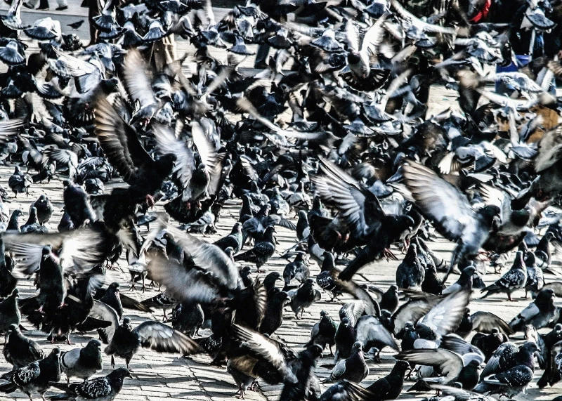 Janusz Gajos, Krakowskie gołębie, wydruk fotograficzny, matowy, sygnowany