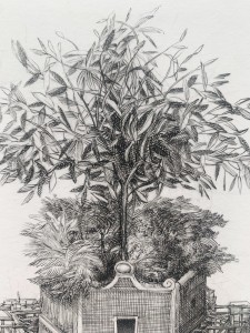Krzysztof Skórczewski, Olea Europea, grafika, Galeria Sztuki Katarzyny Napiórkowskiej
