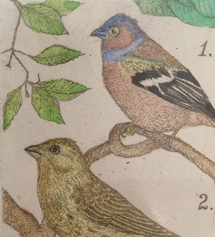 Leszek Rózga, Zięba, trznadel, wilga, grafika, Galeria Sztuki Katarzyny Napiórkowskiej