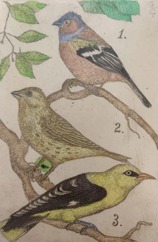 Leszek Rózga, Zięba, trznadel, wilga, grafika, Galeria Sztuki Katarzyny Napiórkowskiej